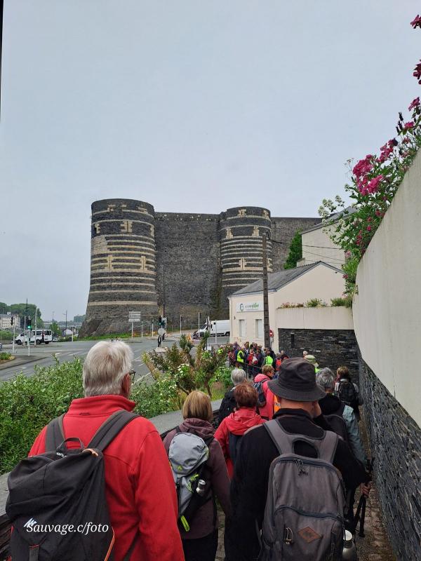 Angers 15