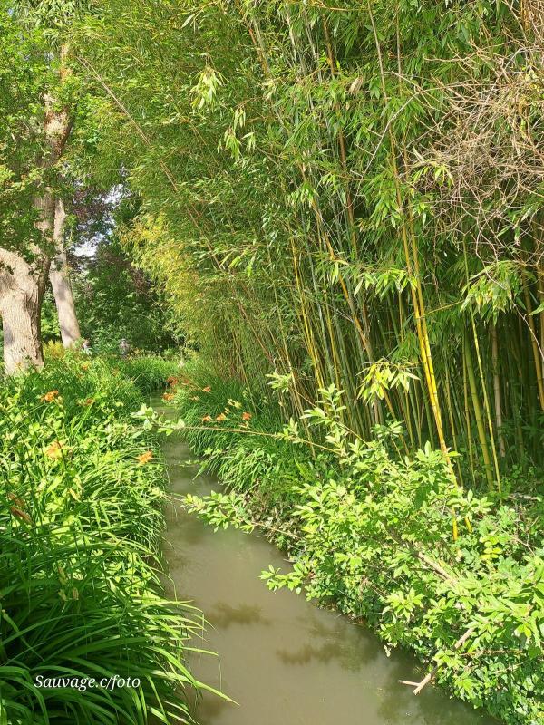 Giverny 004