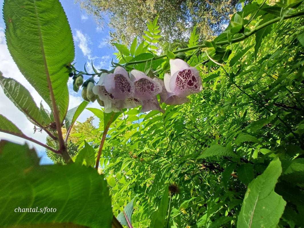 Giverny 013