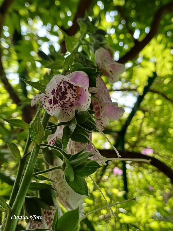 Giverny 016