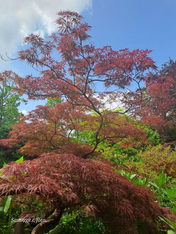 Giverny 019