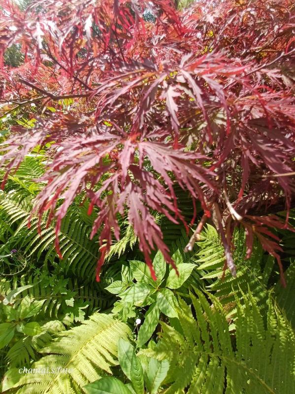 Giverny 020