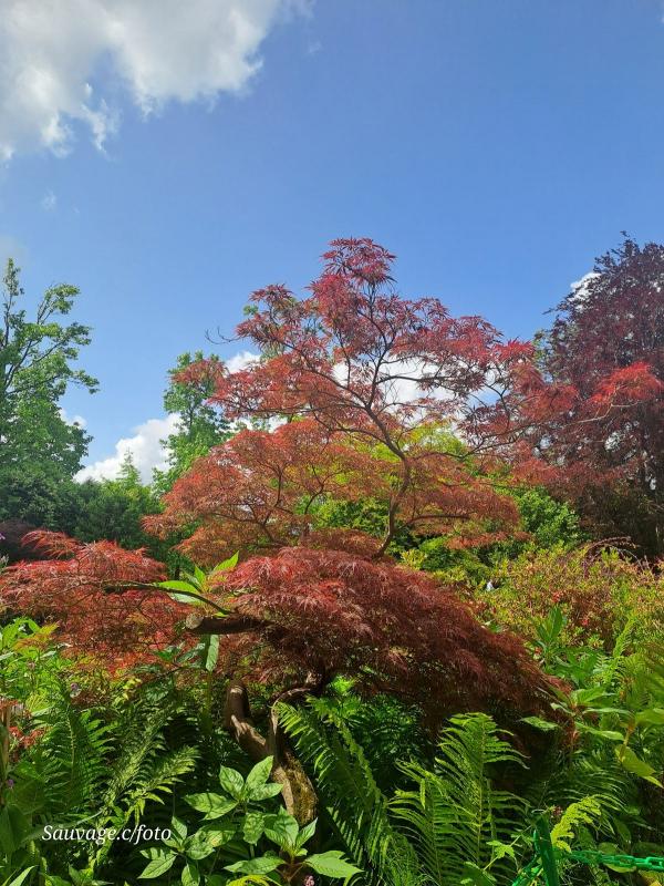 Giverny 021