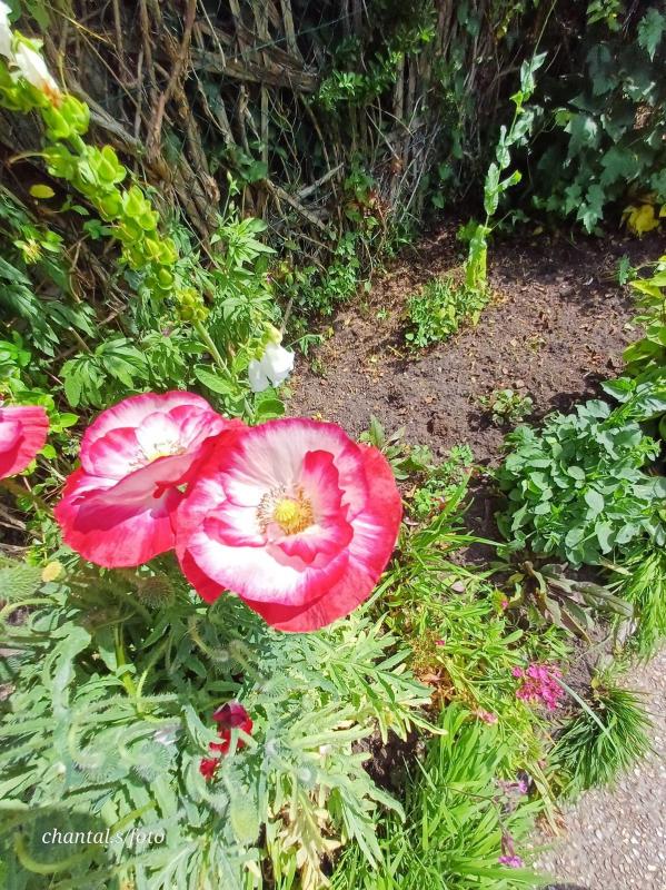 Giverny 022