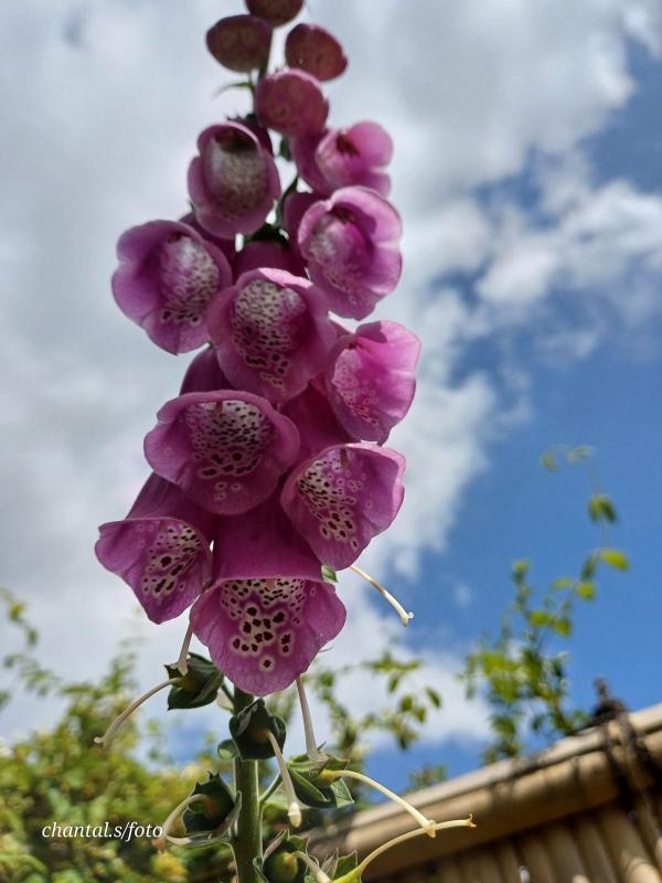 Giverny 025