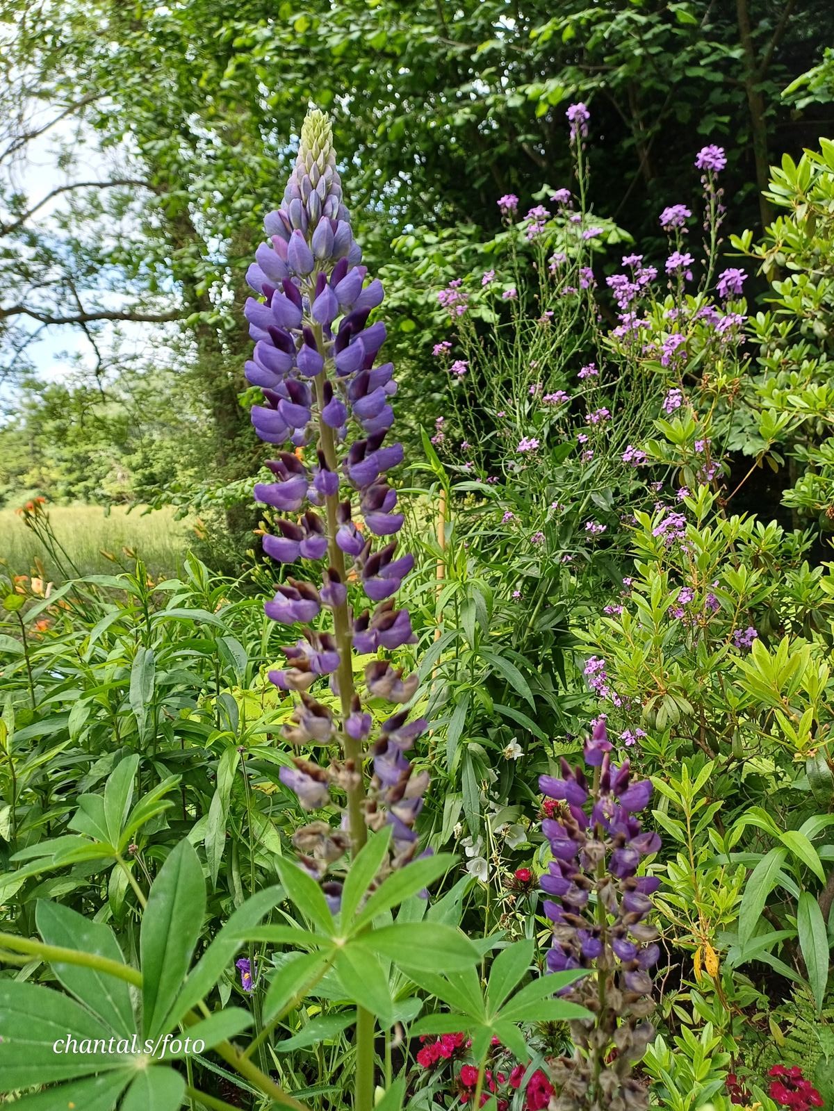 Giverny 031