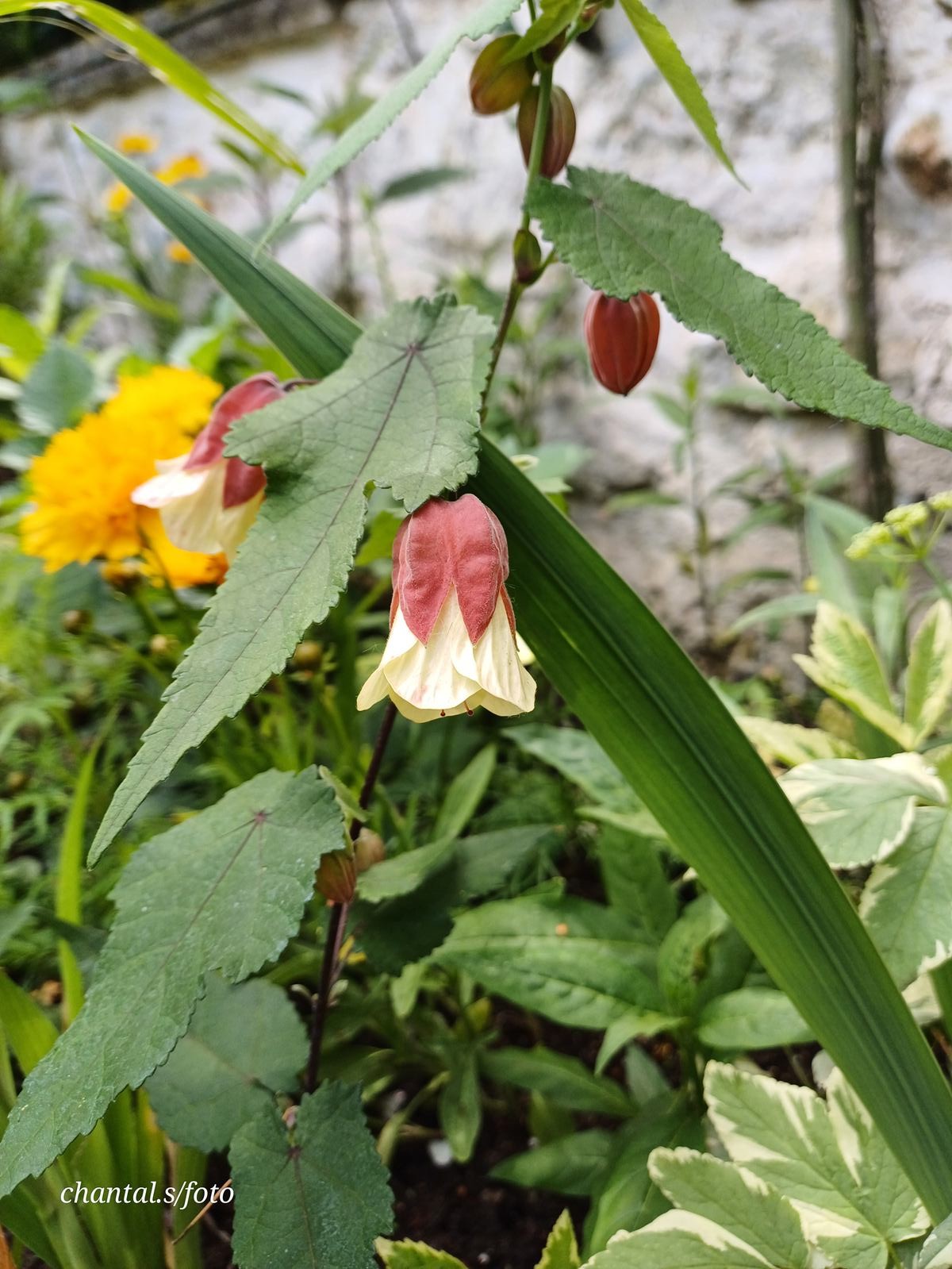 Giverny 037