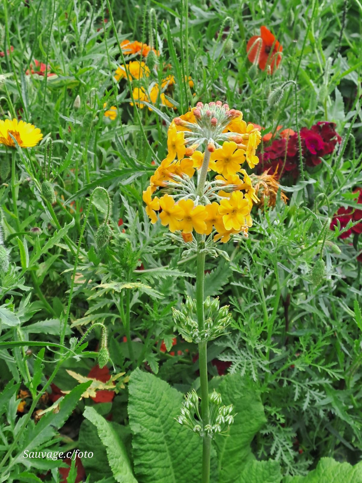 Giverny 038