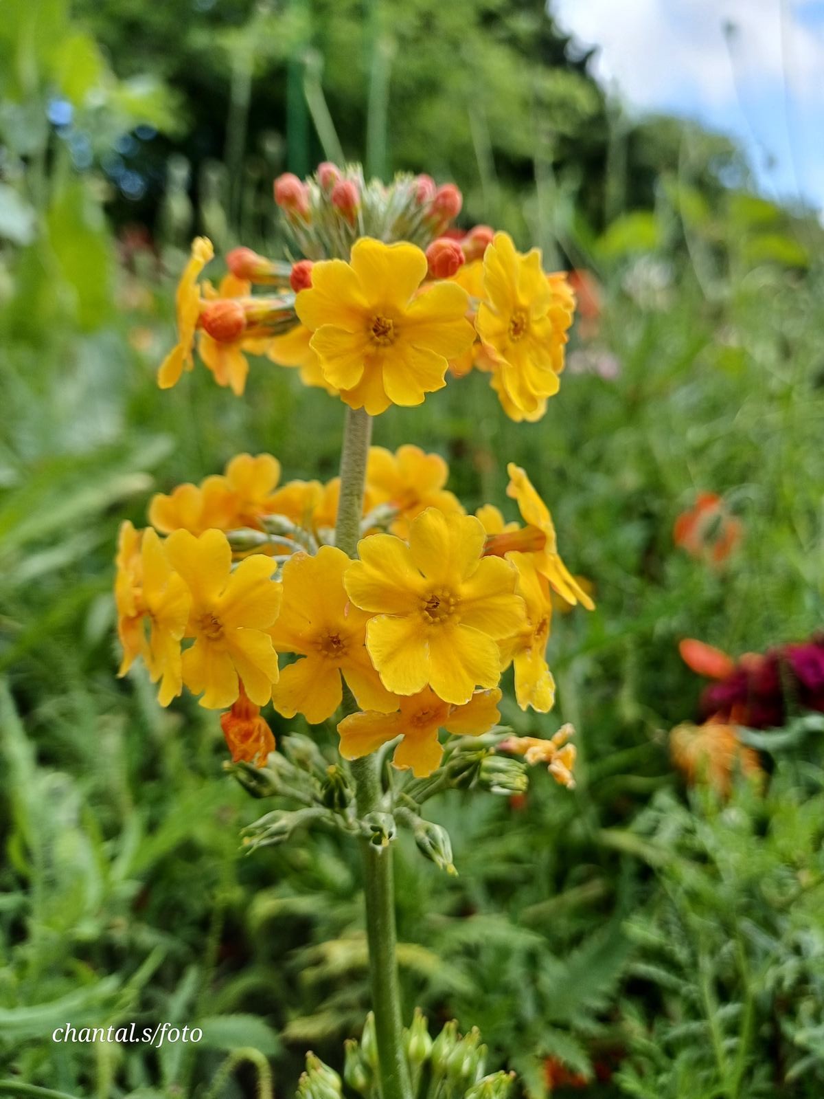 Giverny 042