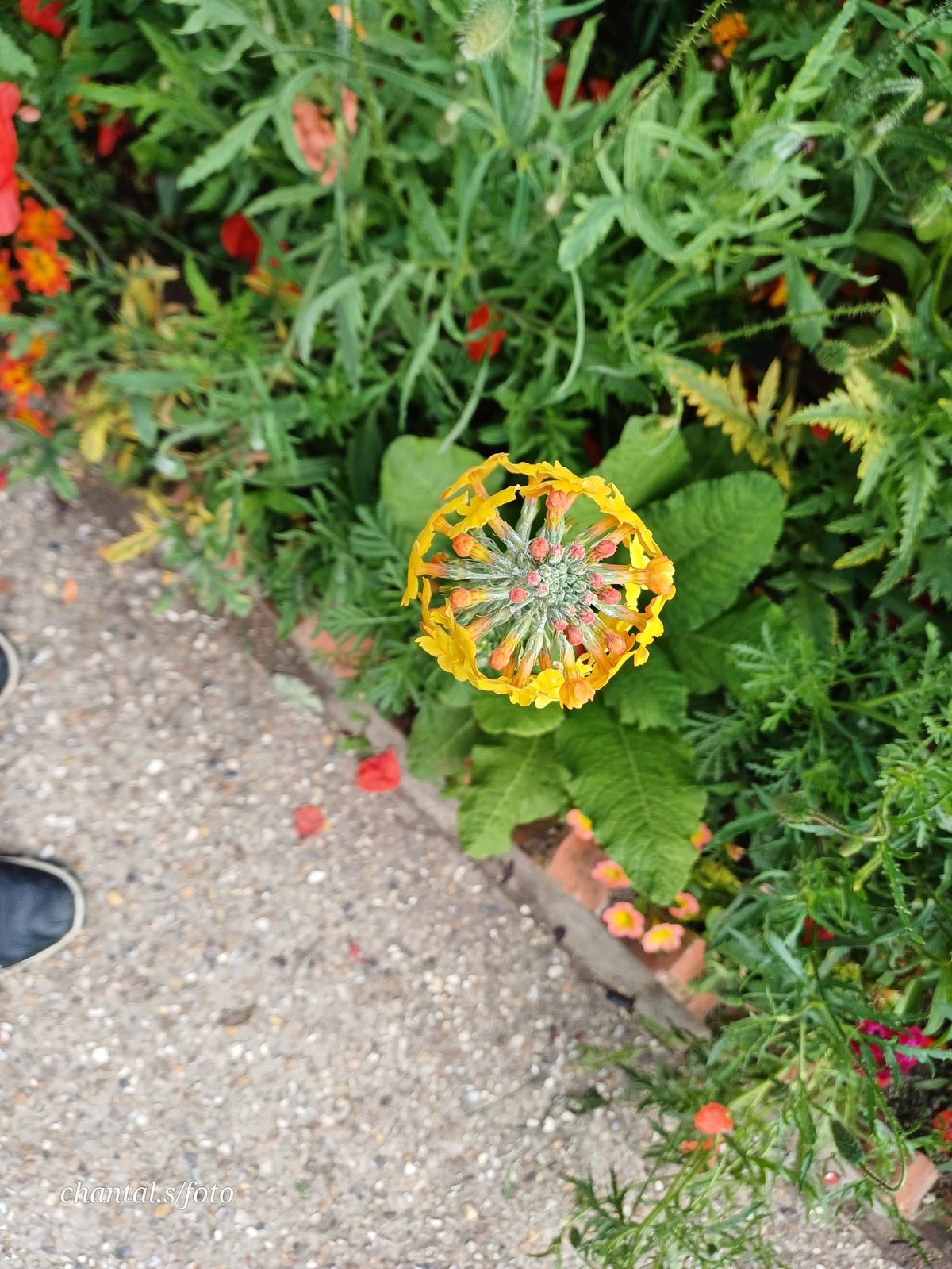 Giverny 043