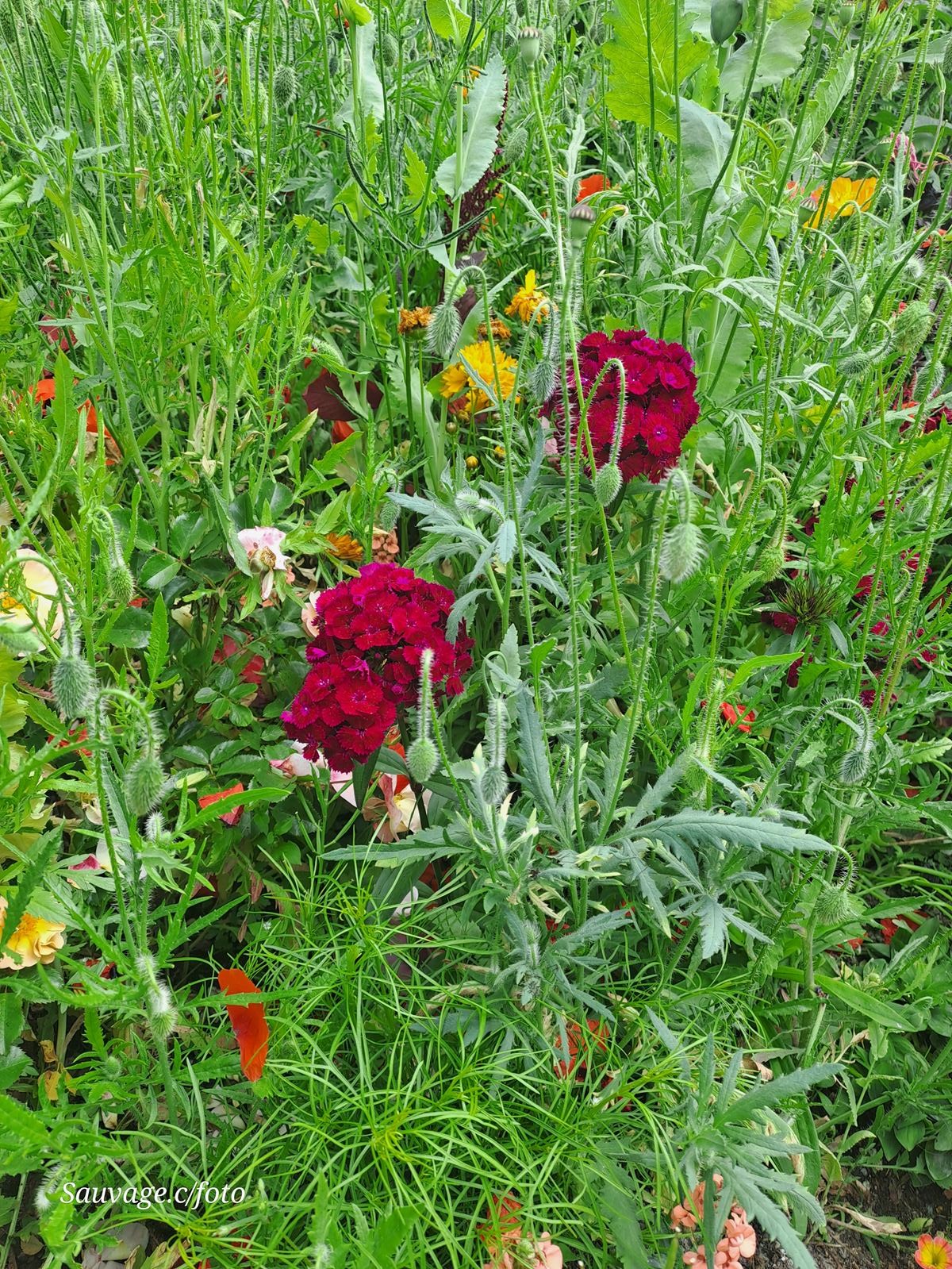 Giverny 044
