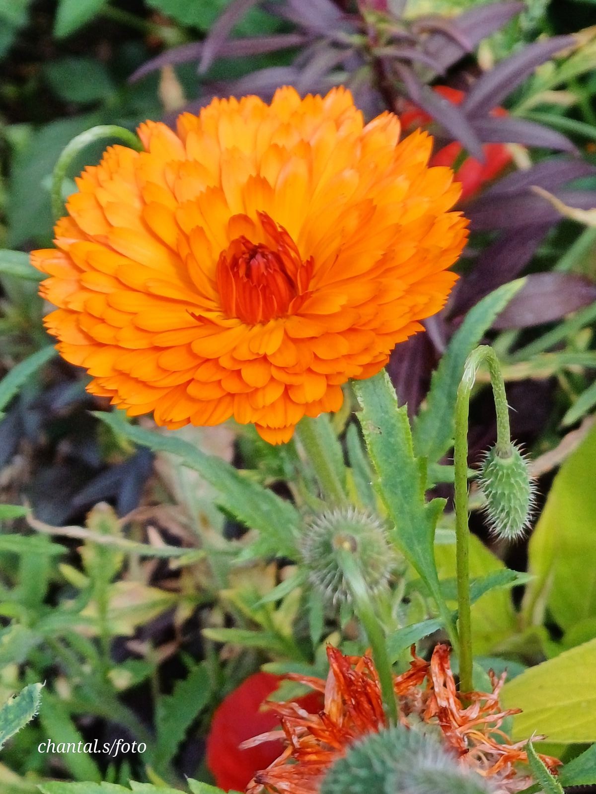 Giverny 048