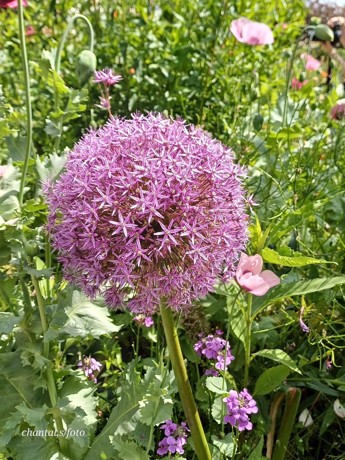 Giverny 052
