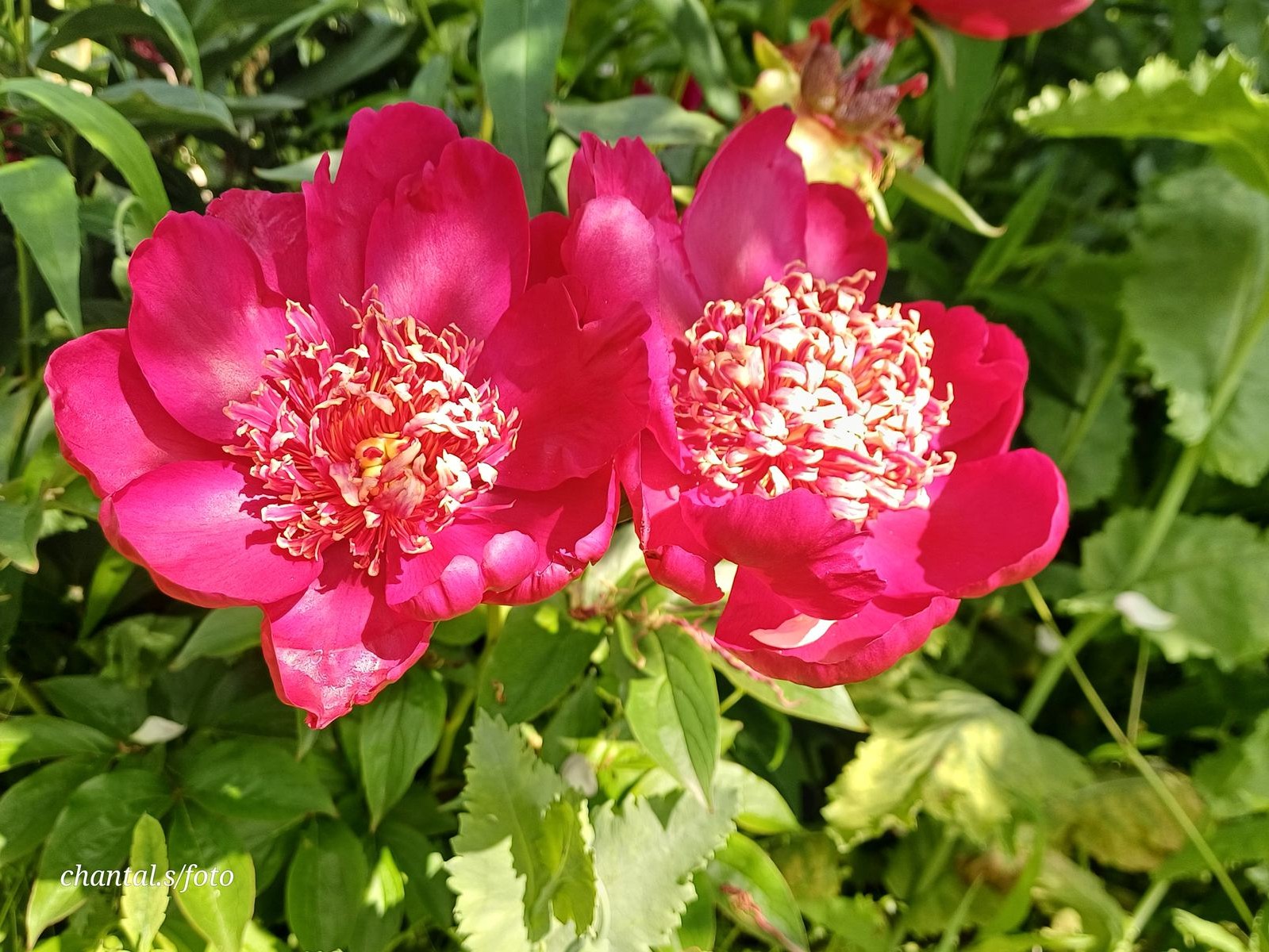 Giverny 054