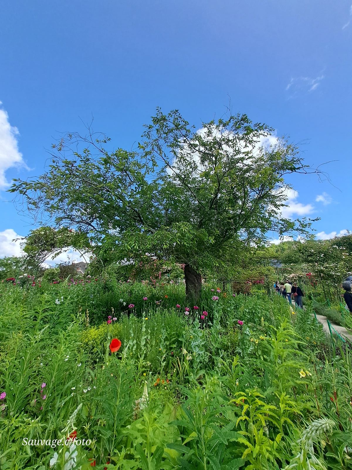 Giverny 058