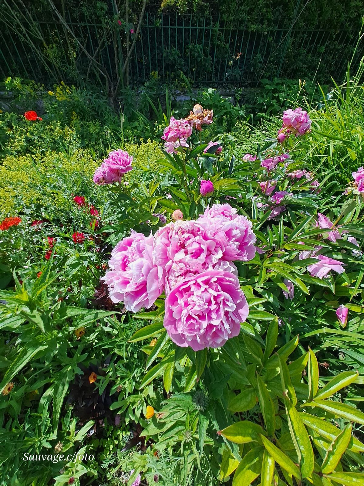 Giverny 059