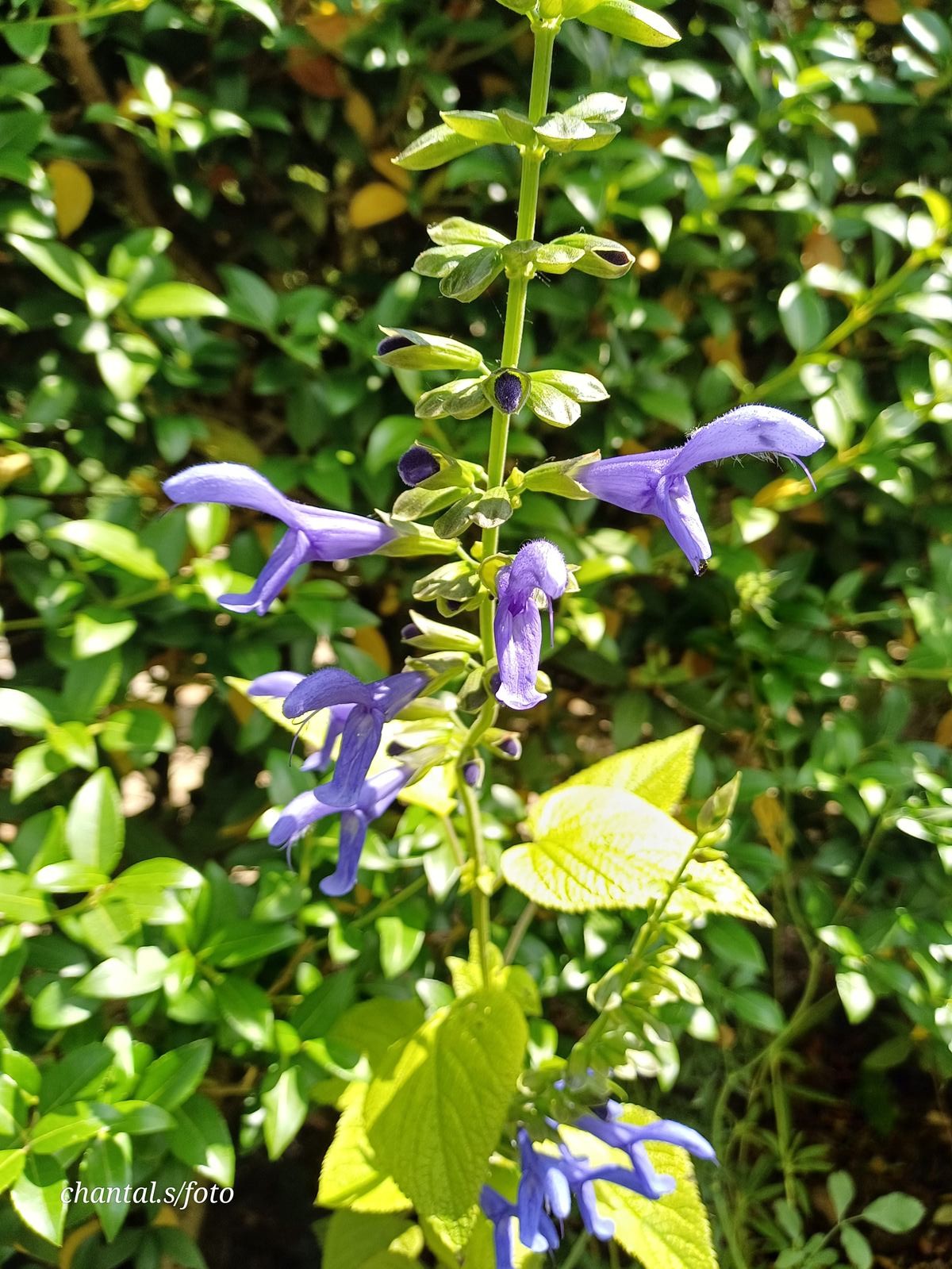 Giverny 063