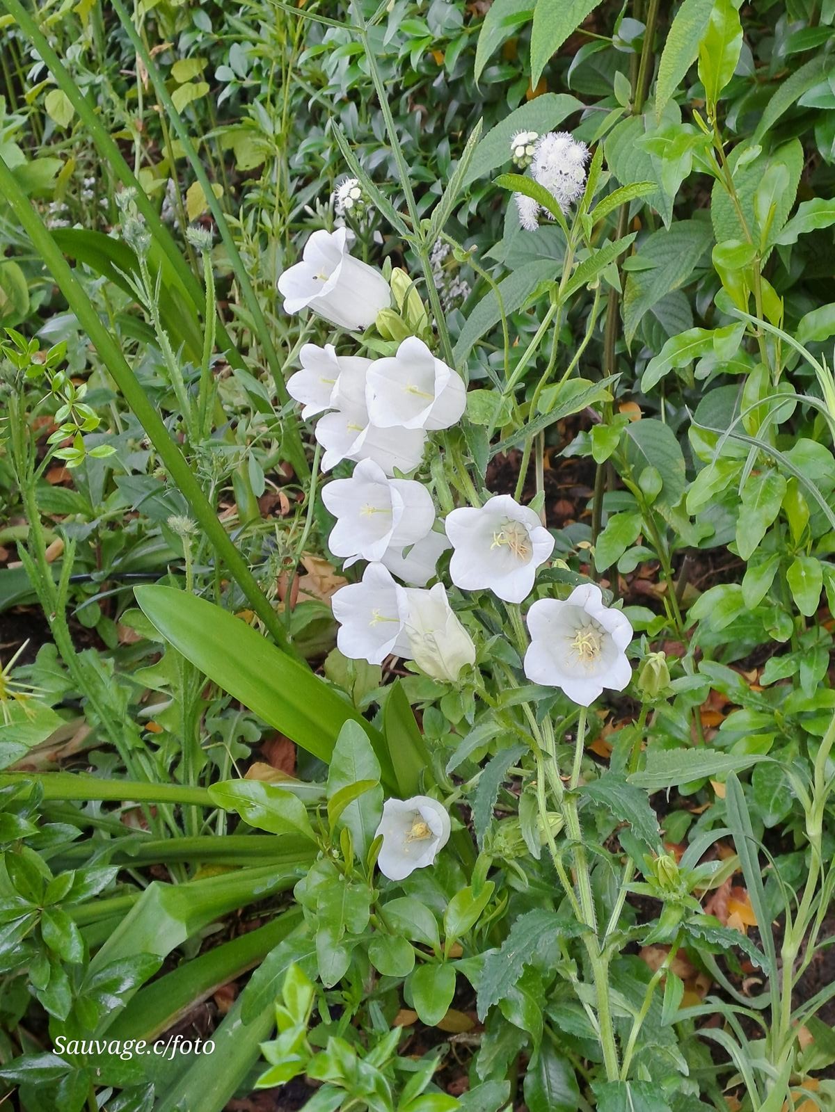 Giverny 065