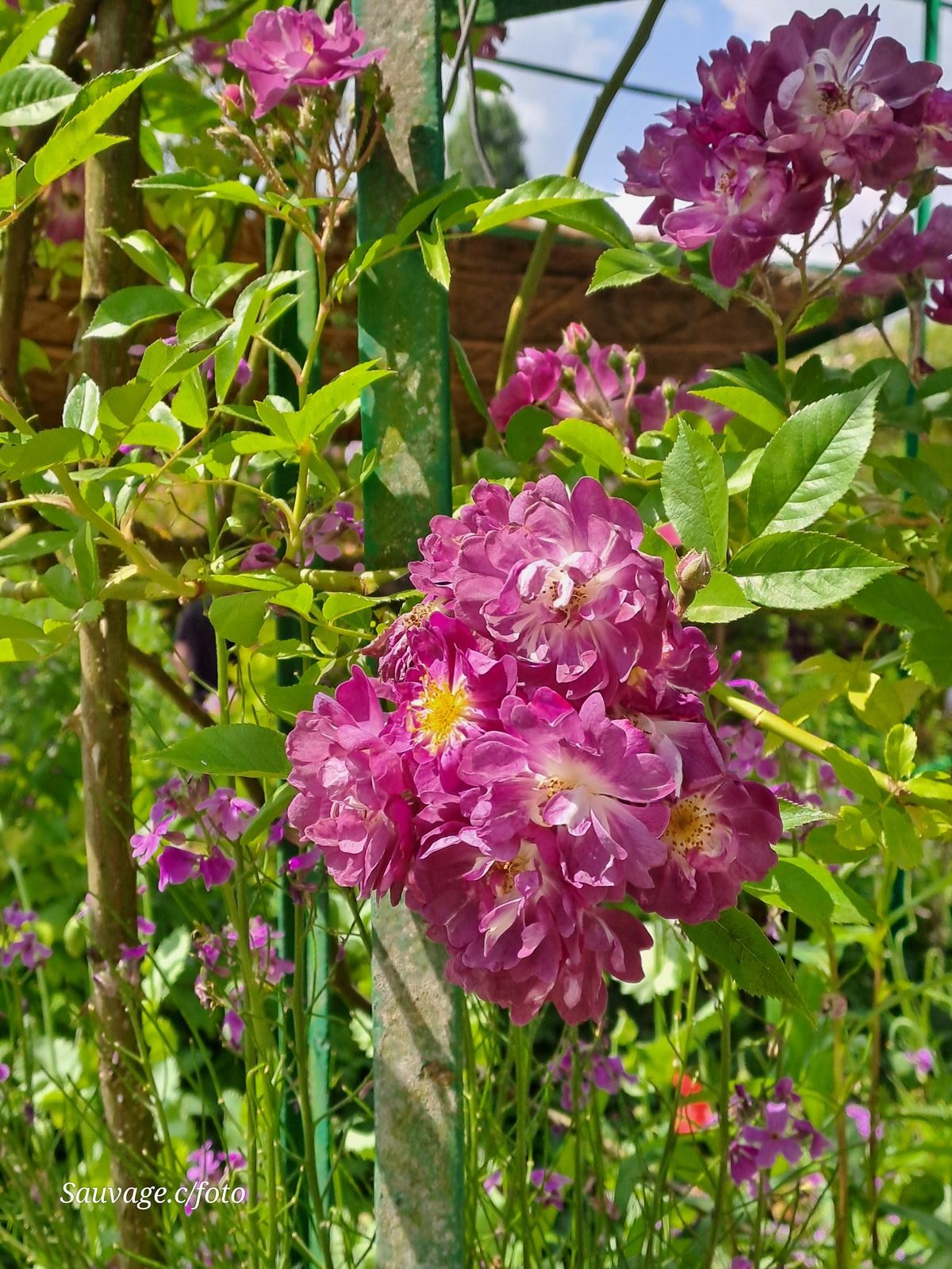 Giverny 068