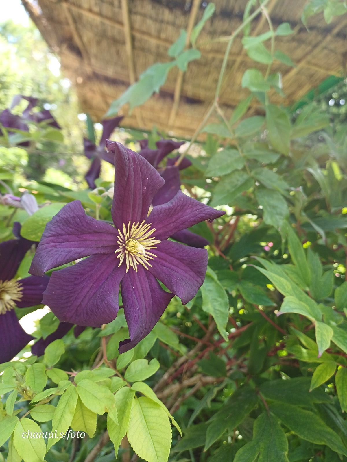 Giverny 074