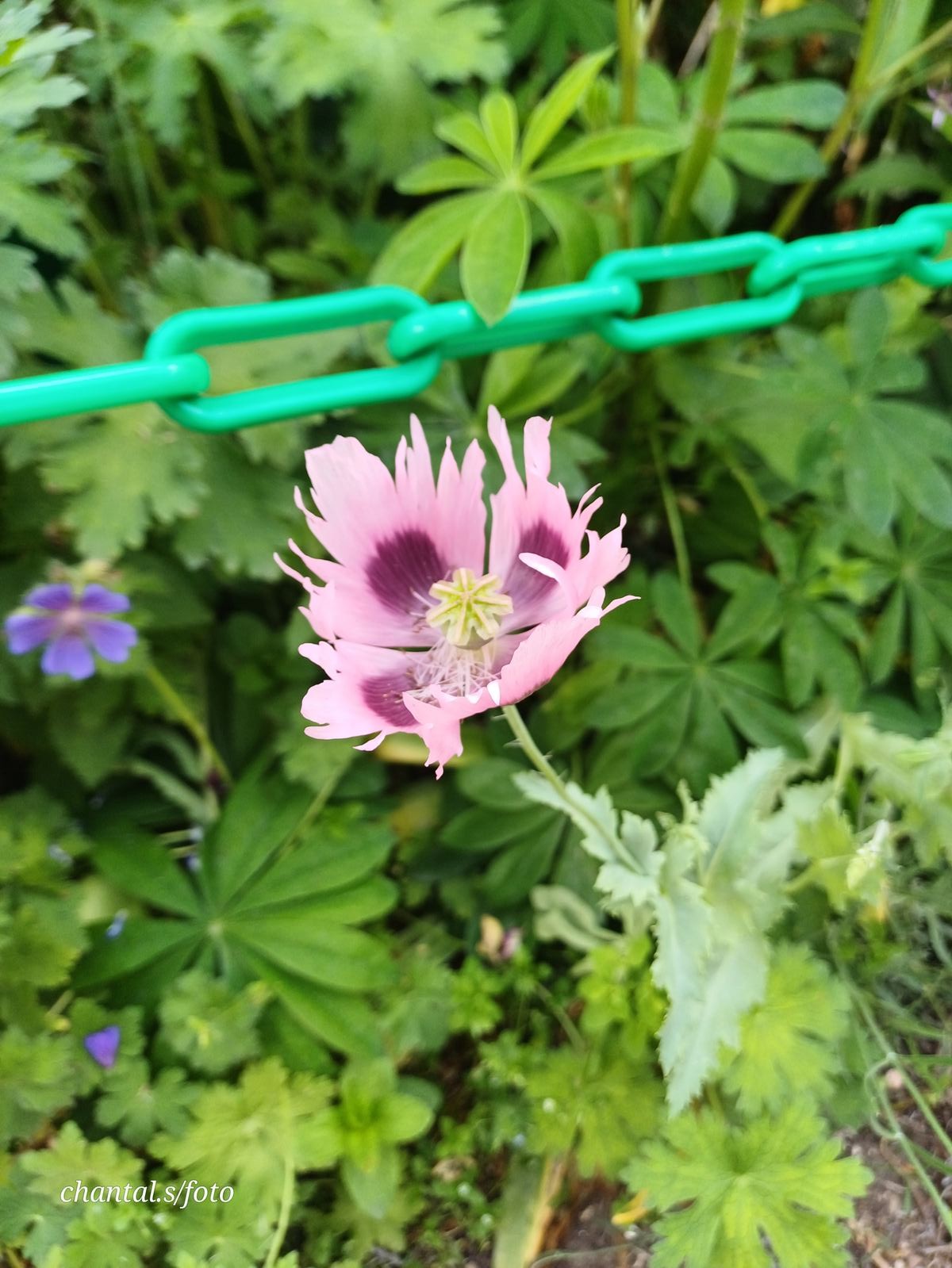 Giverny 075