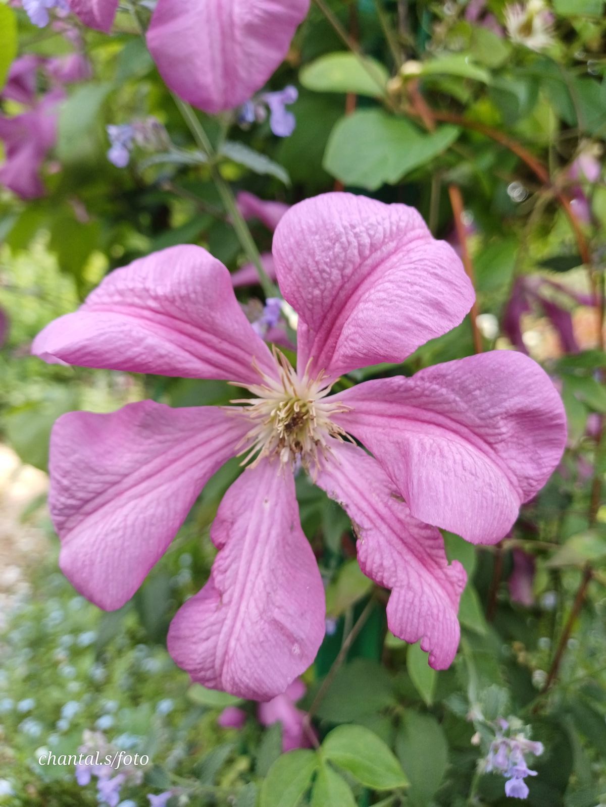 Giverny 077