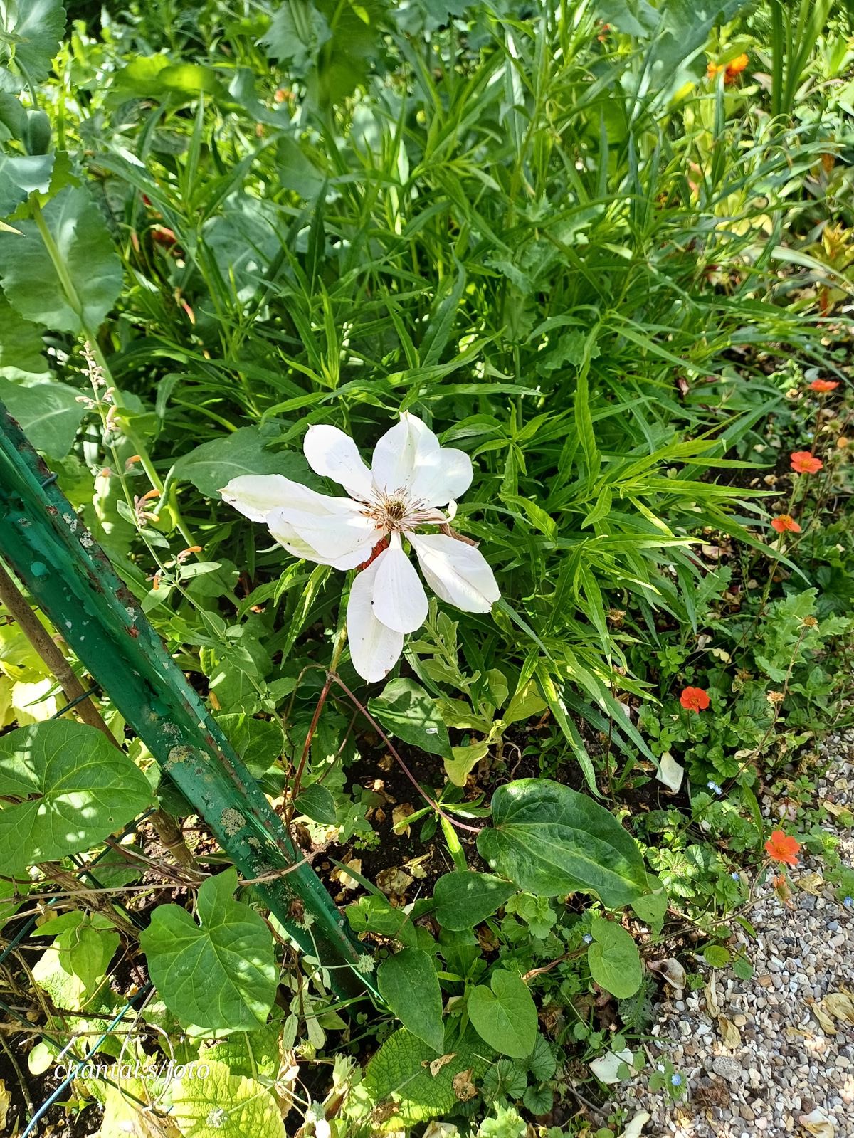 Giverny 078