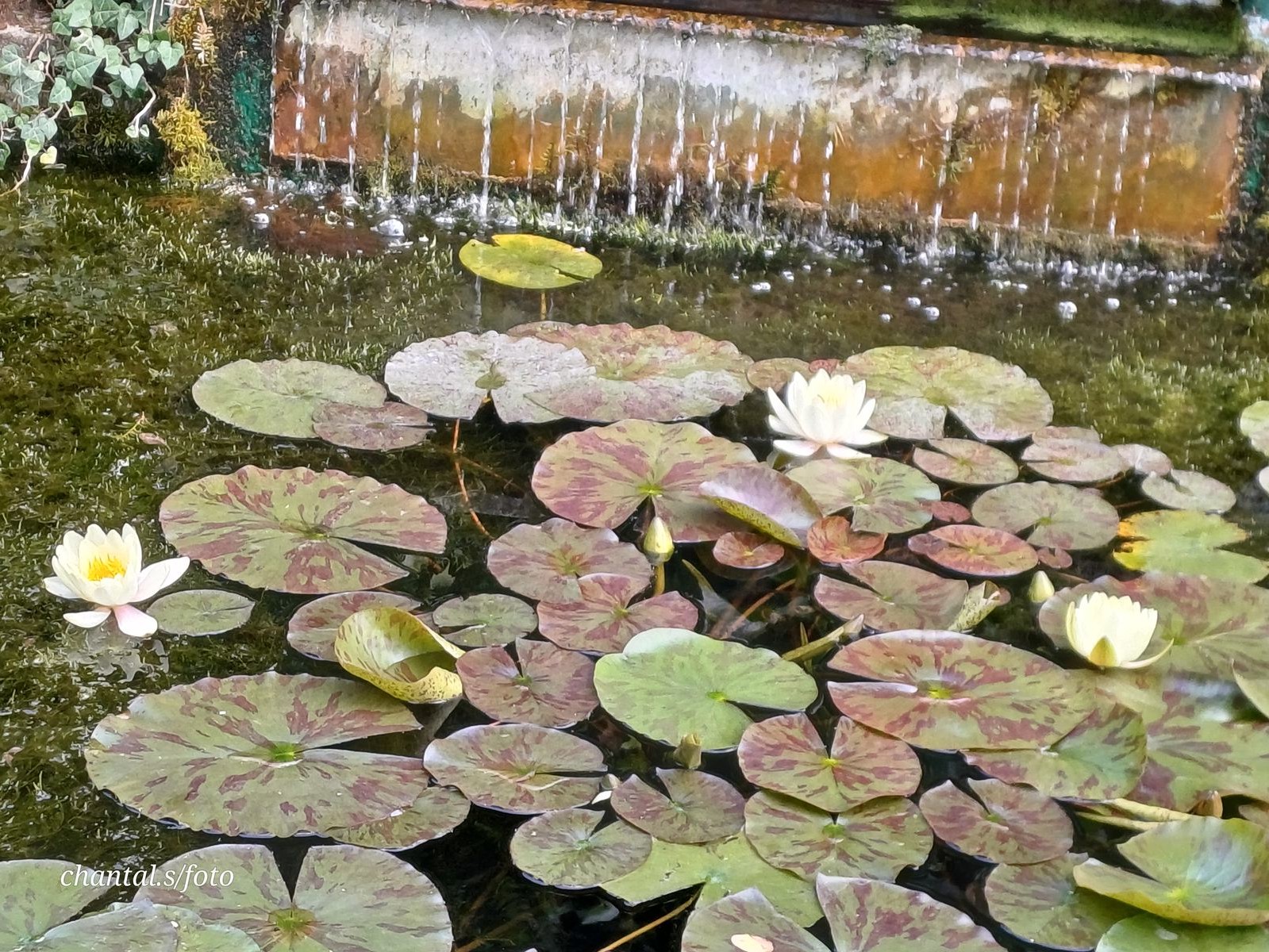 Giverny 081