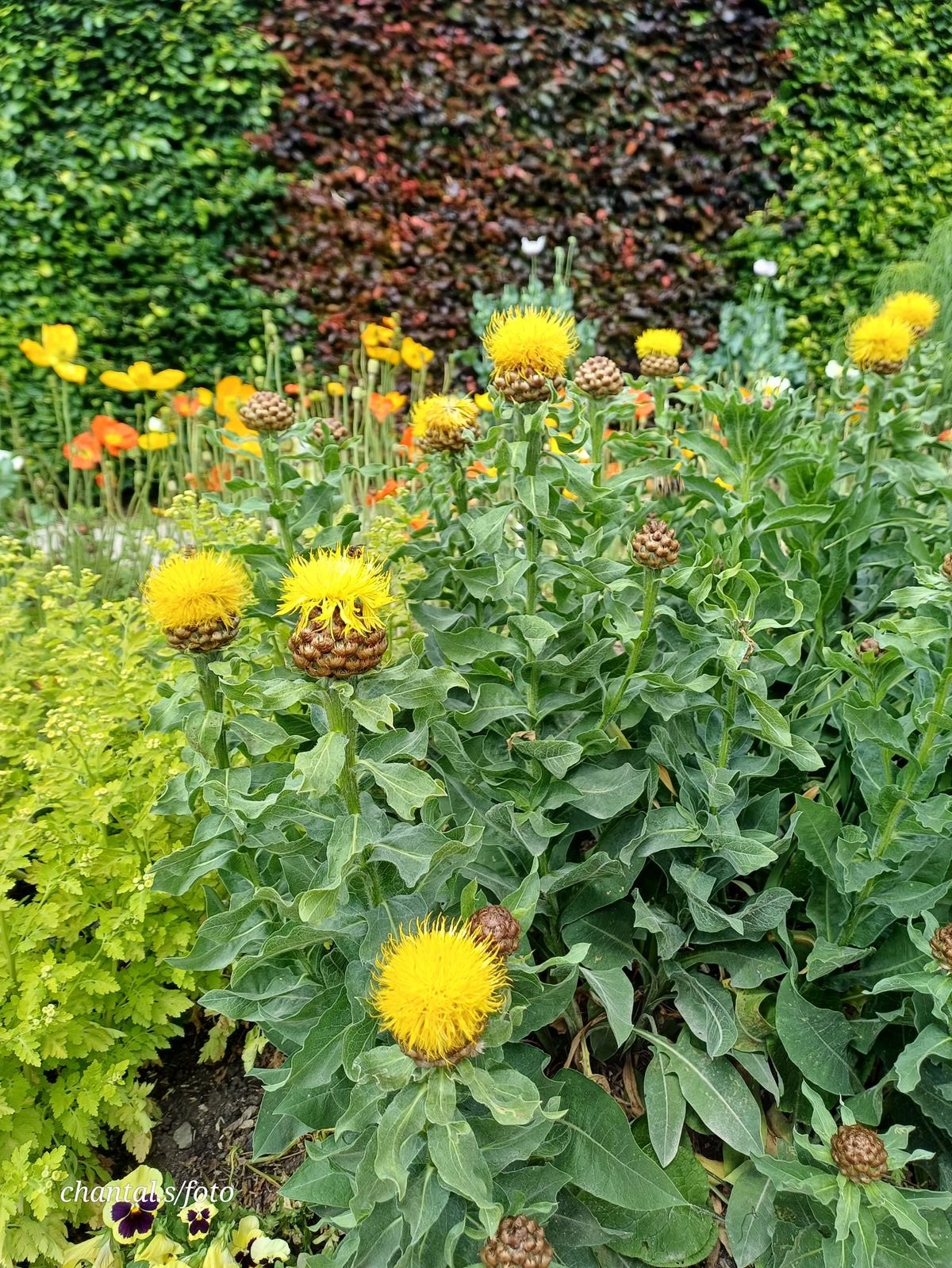 Giverny 084