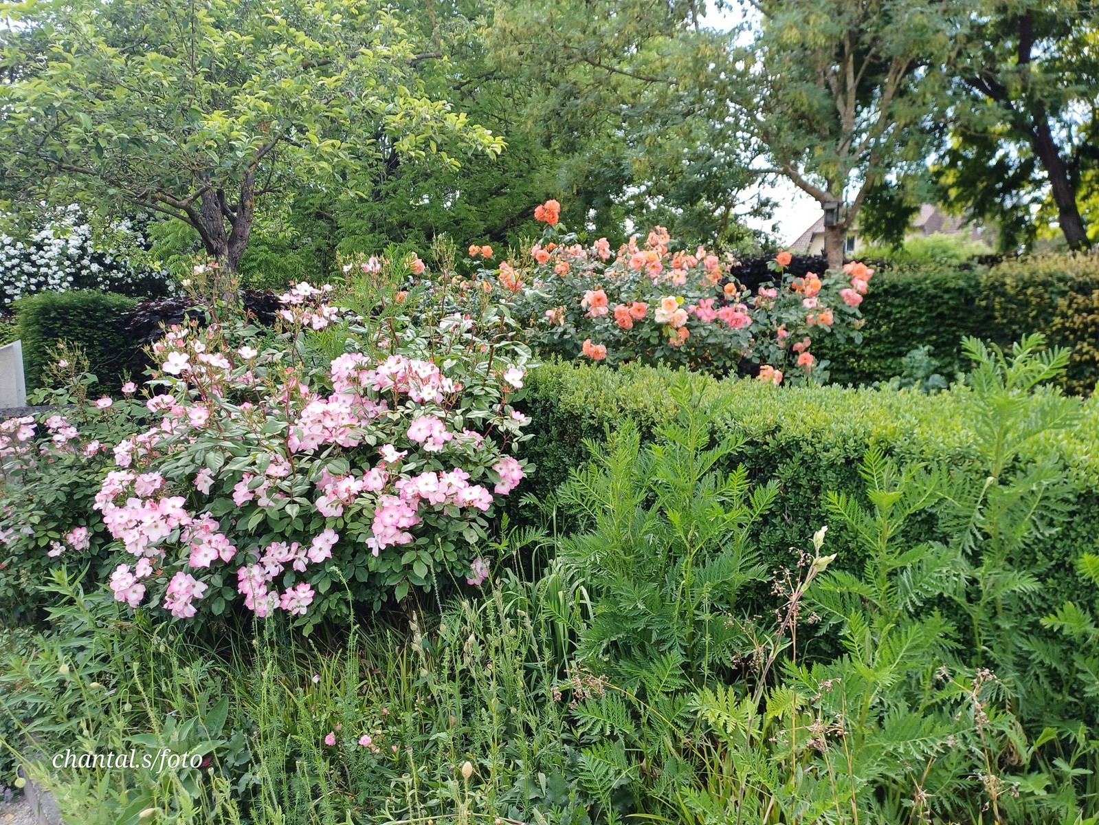 Giverny 086