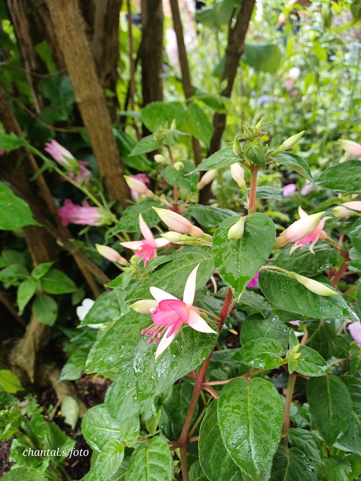Giverny 107
