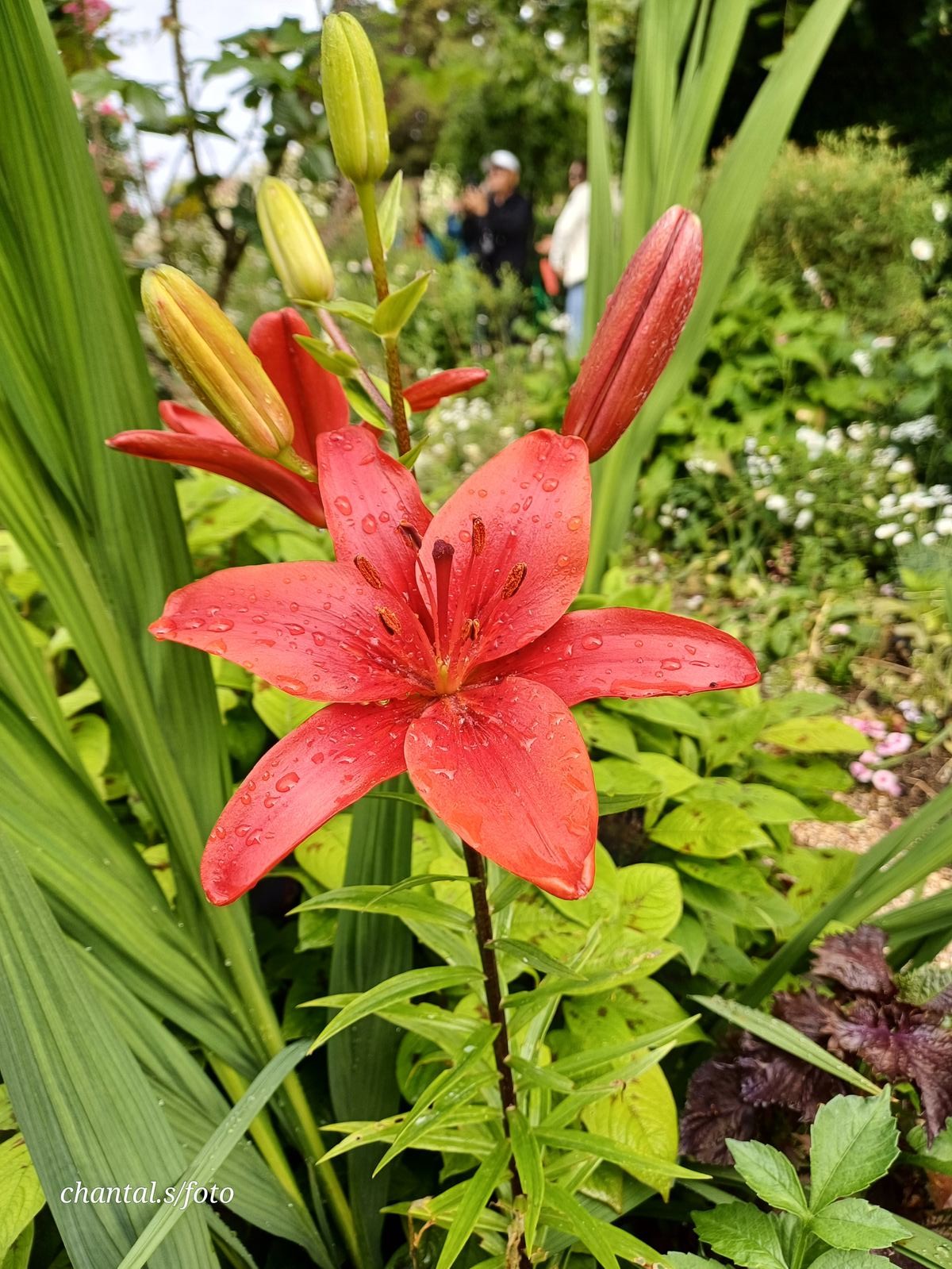 Giverny 111