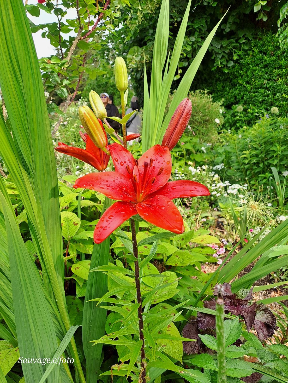 Giverny 112