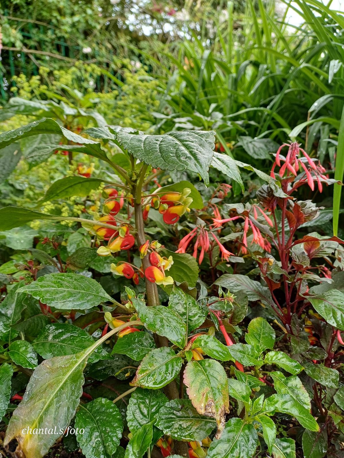 Giverny 113
