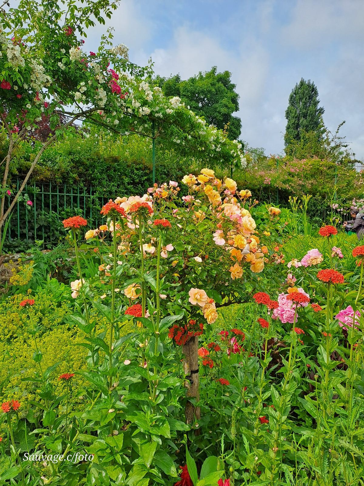Giverny 114