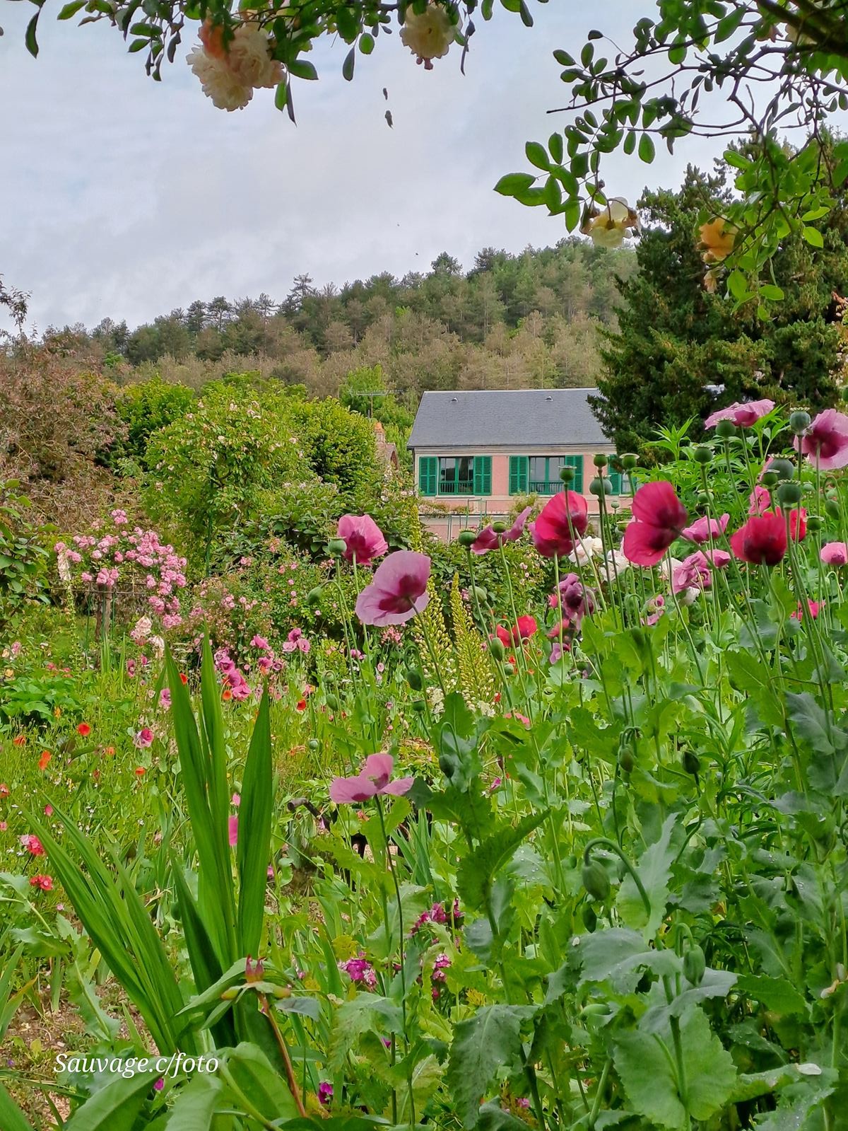 Giverny 117