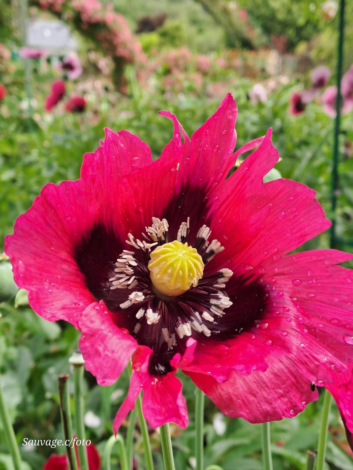 Giverny 118