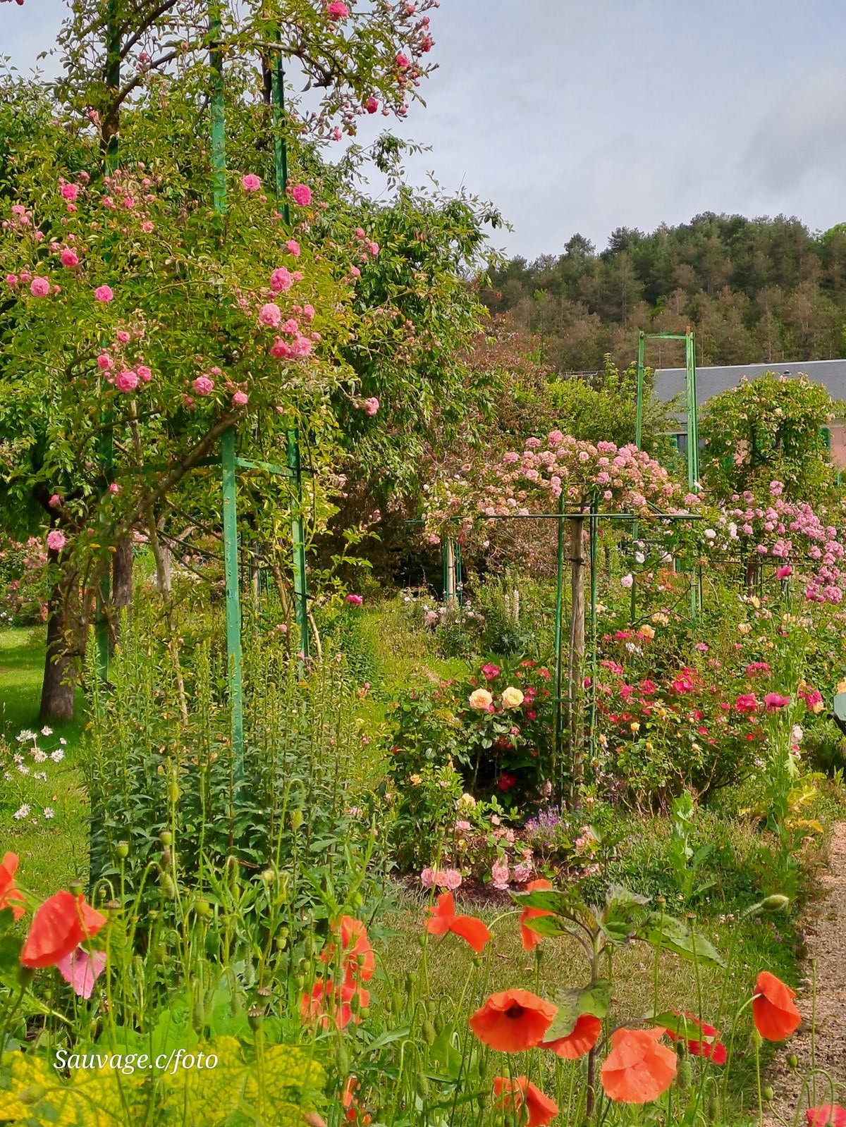 Giverny 119