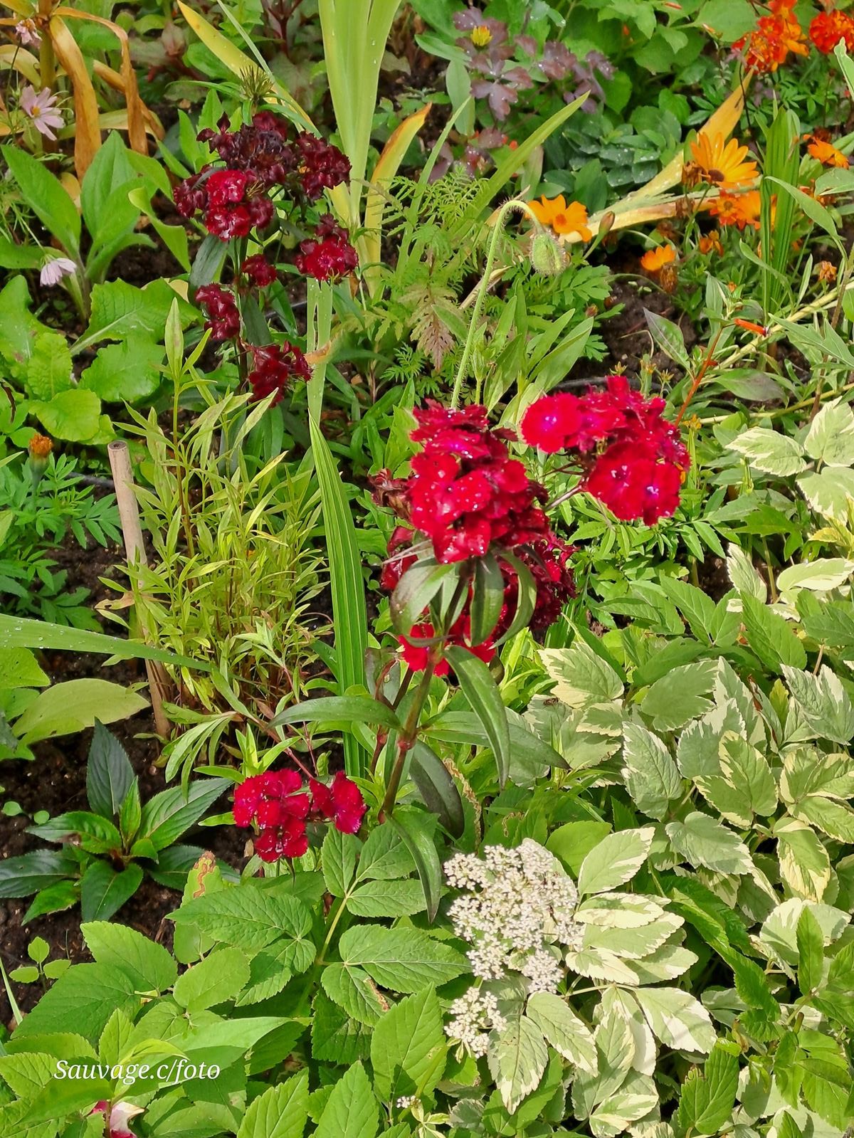 Giverny 120