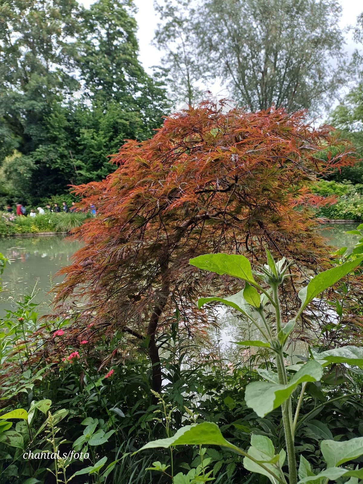Giverny 122