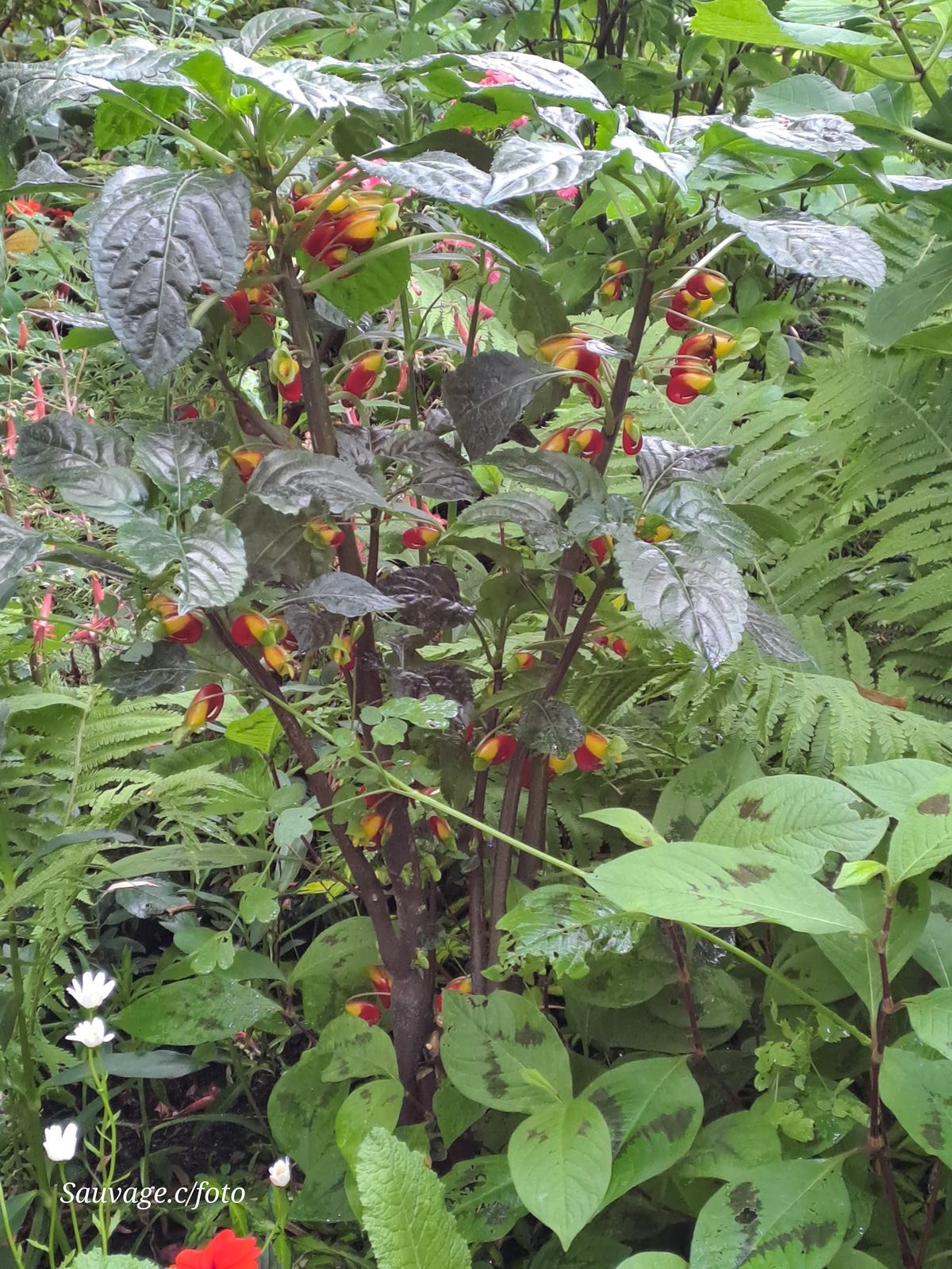 Giverny 123