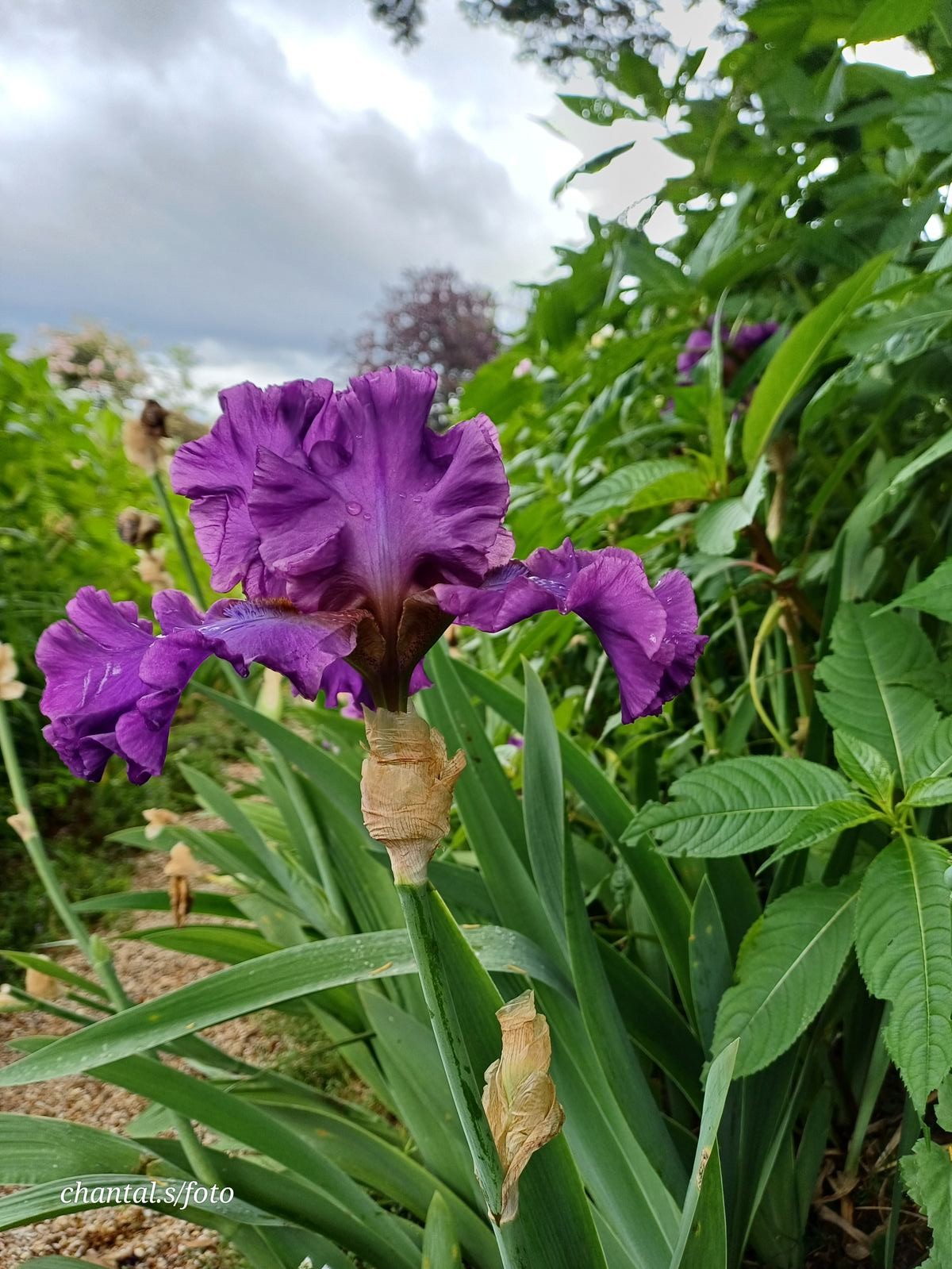 Giverny 132