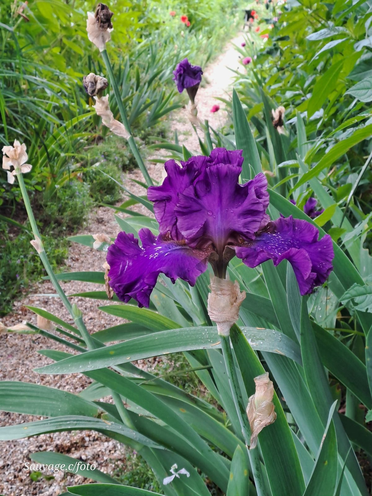 Giverny 133