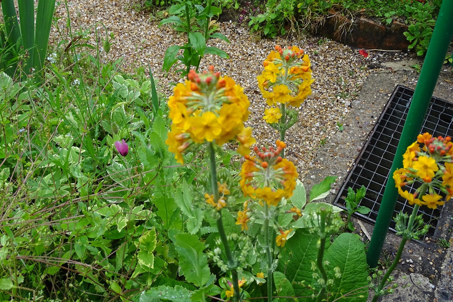 Giverny 180