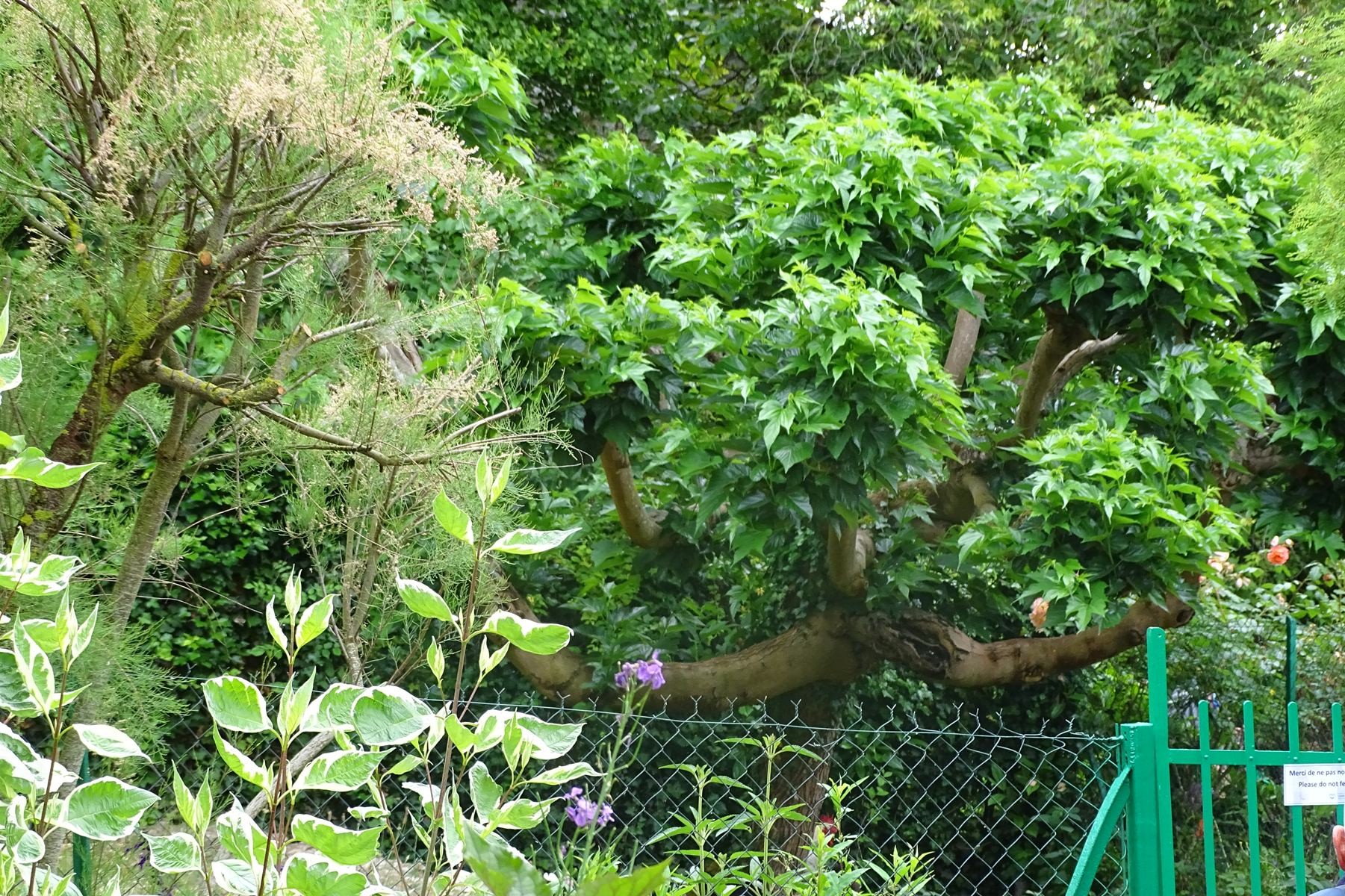Giverny 182