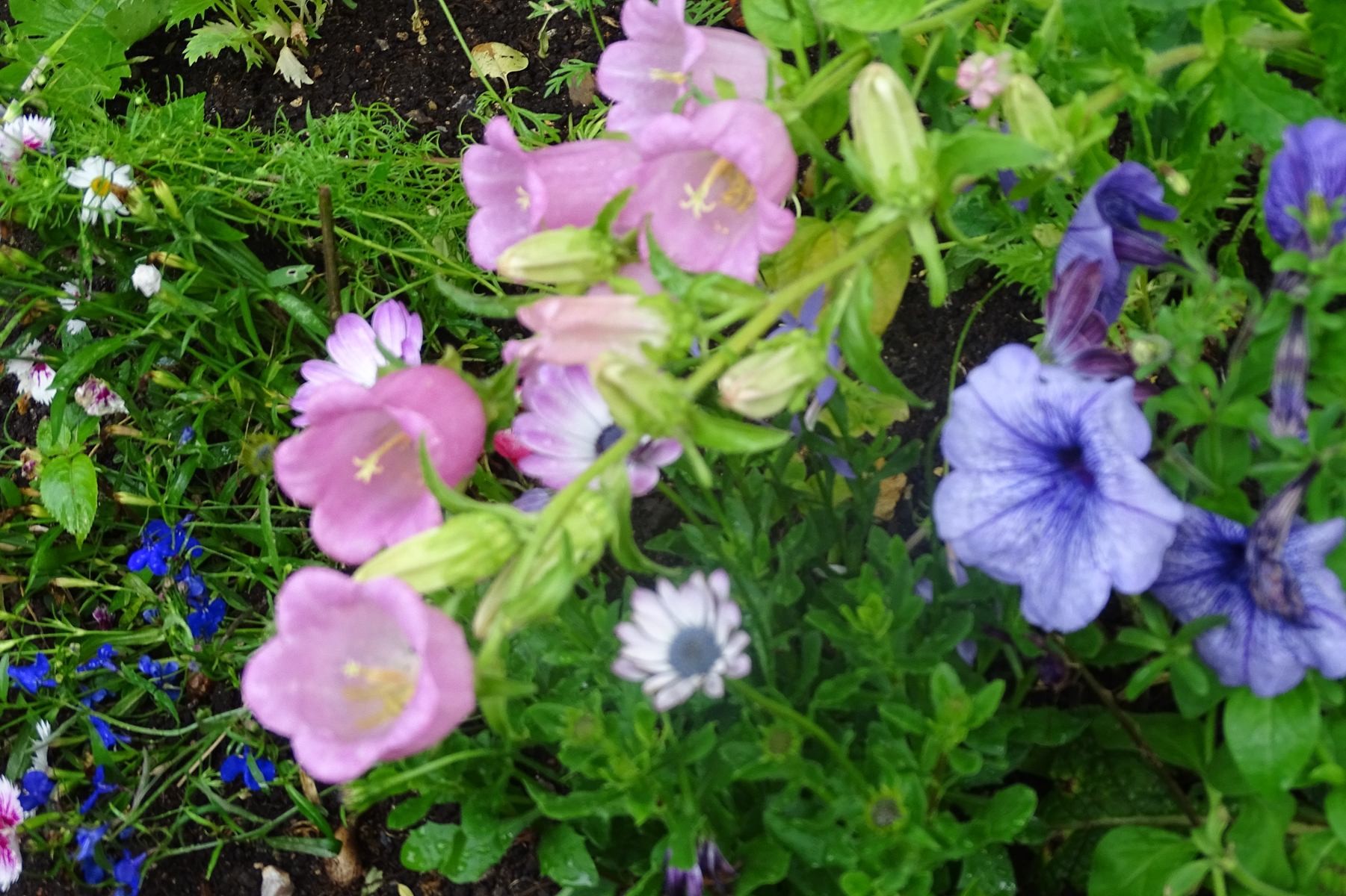 Giverny 183