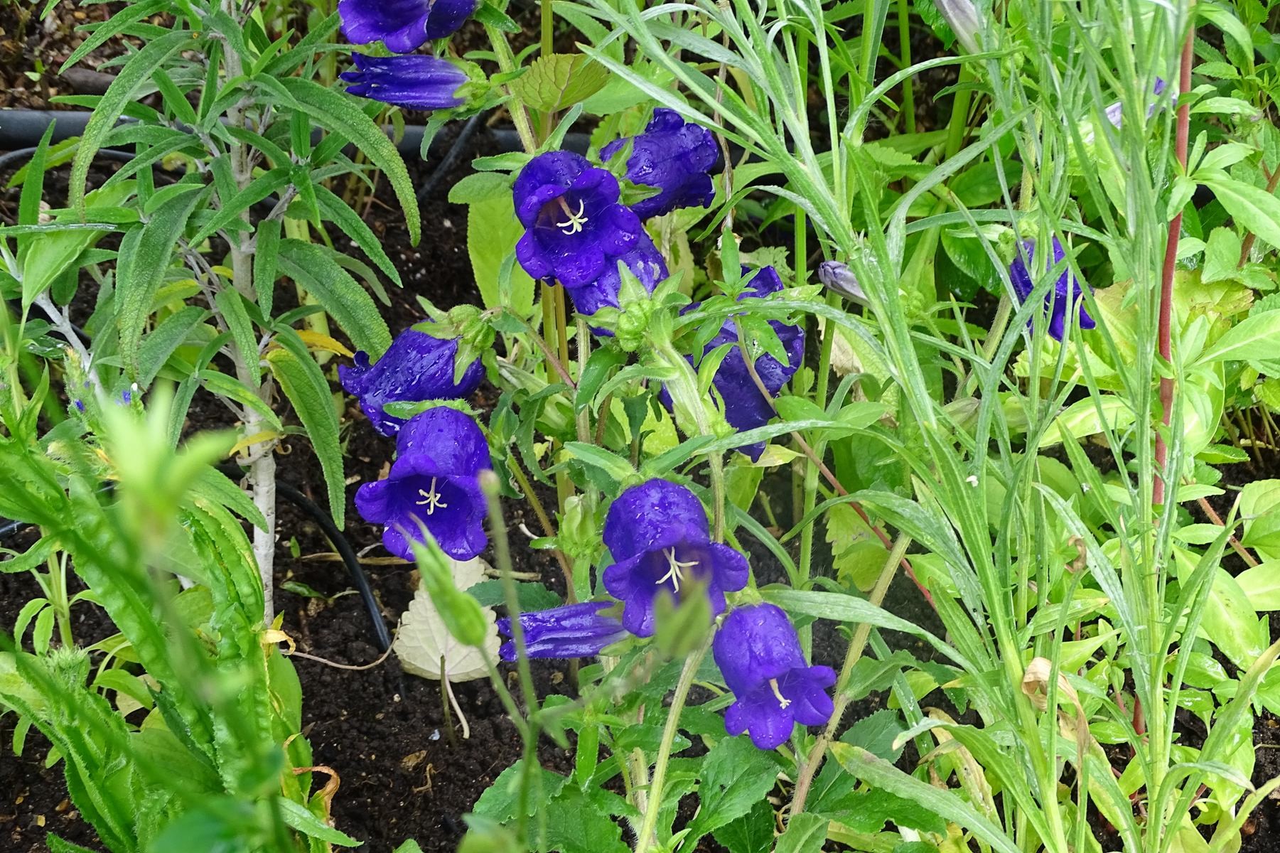 Giverny 184