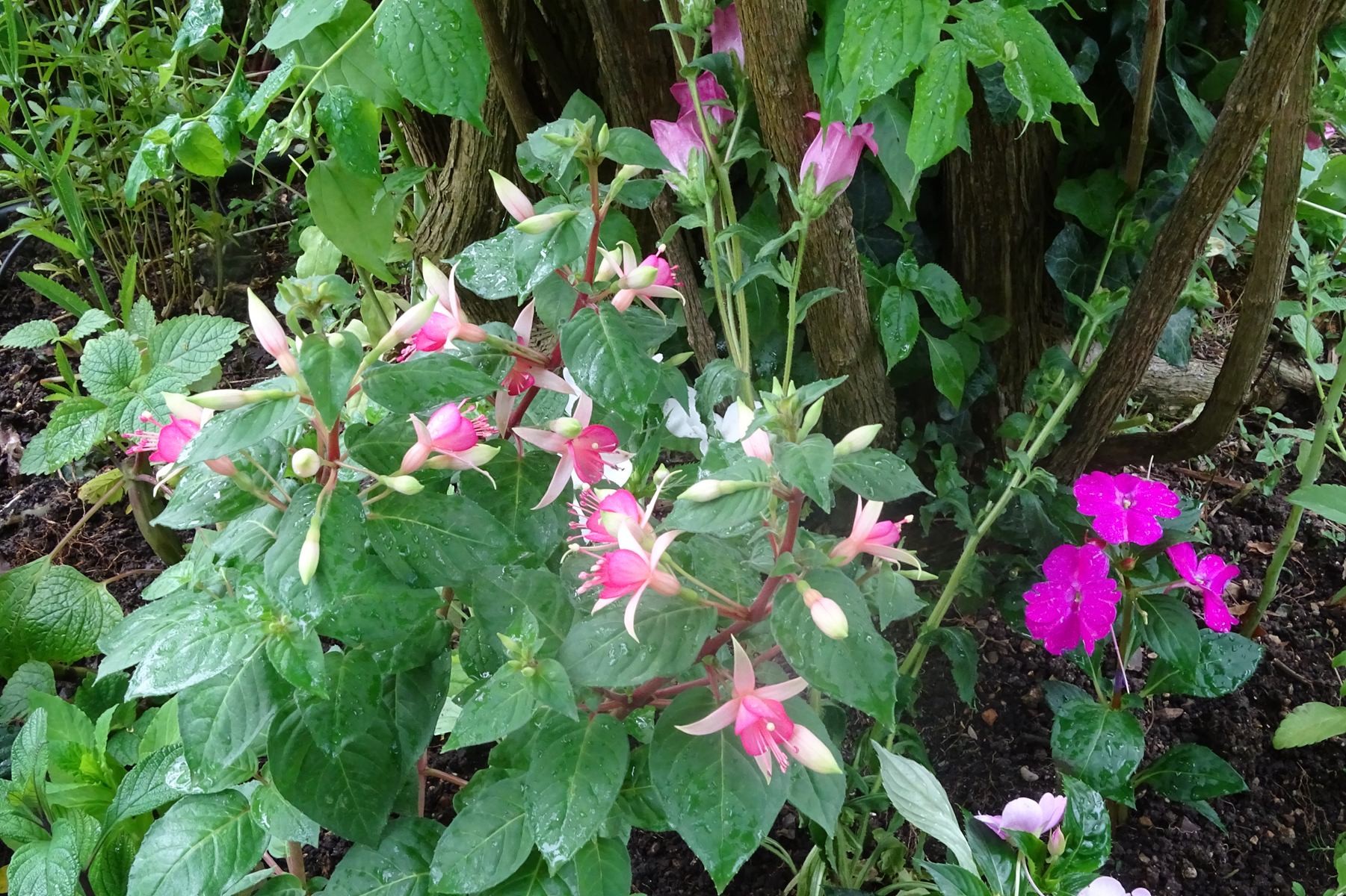 Giverny 185