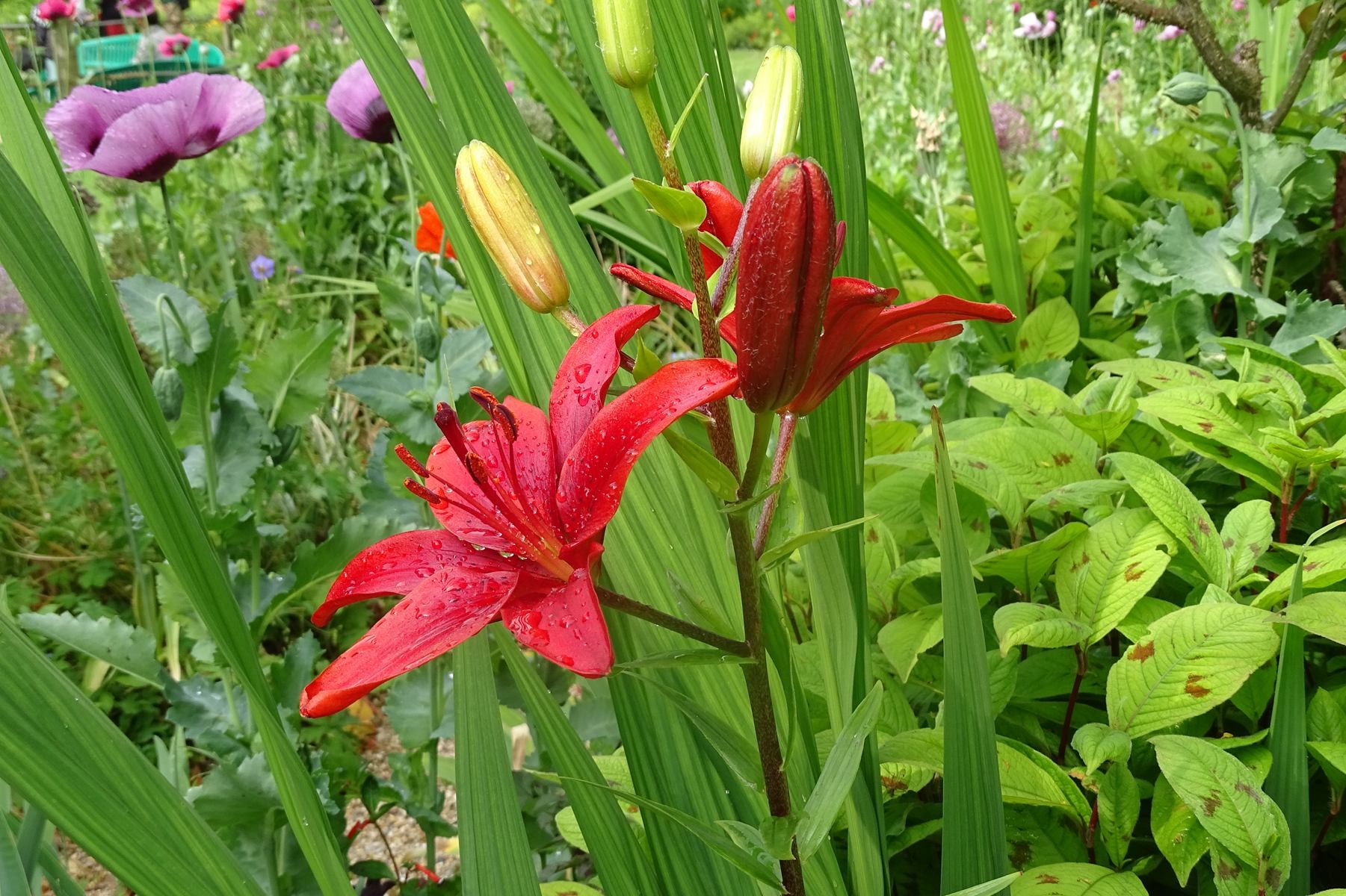 Giverny 189