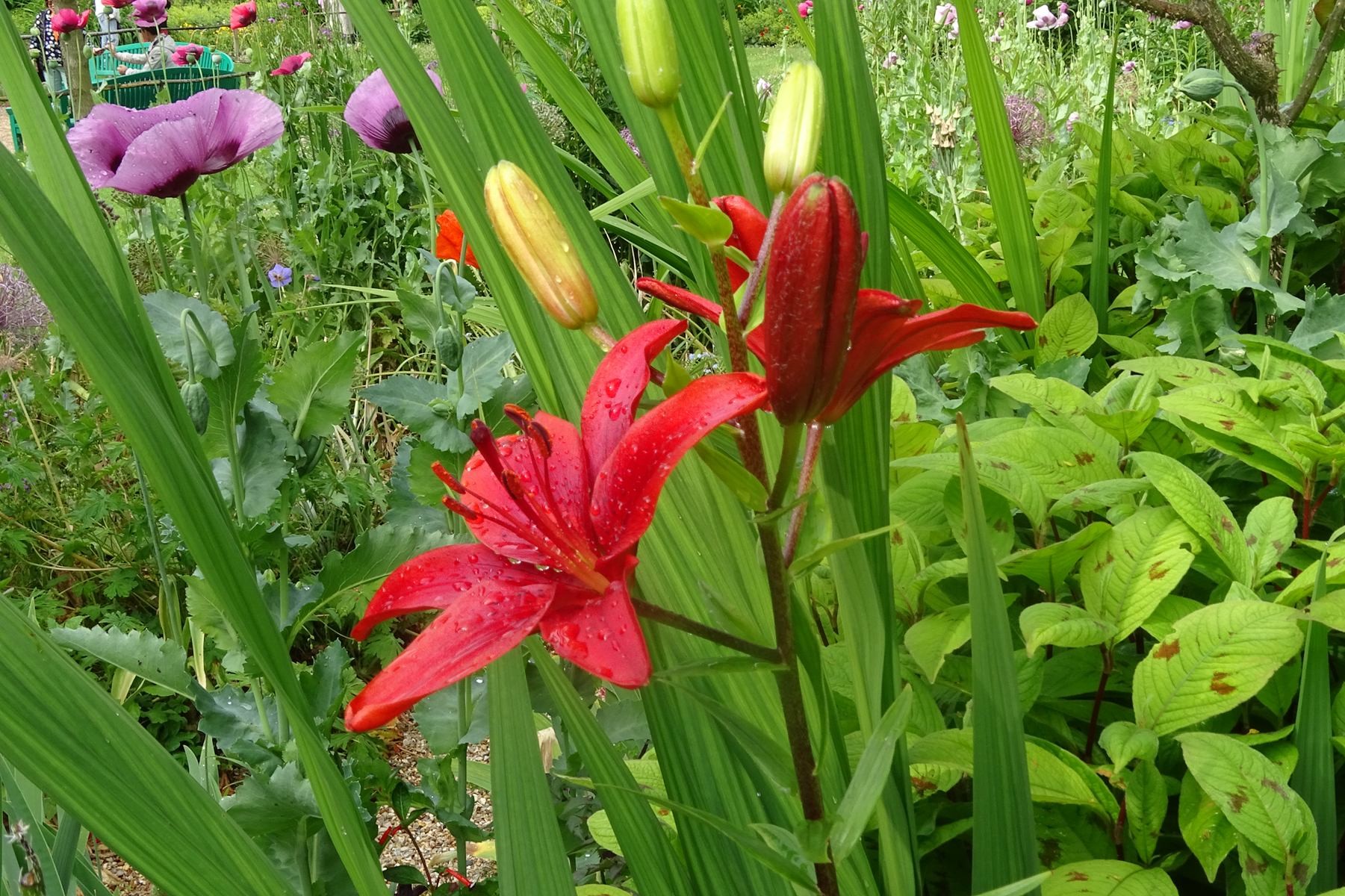 Giverny 190